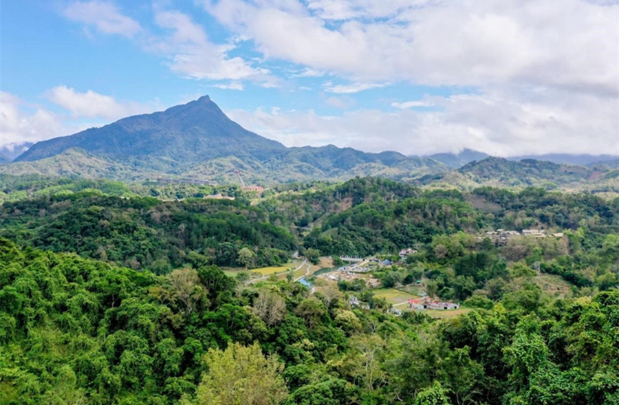 Pelancong Nikmati Teh Musim Bunga