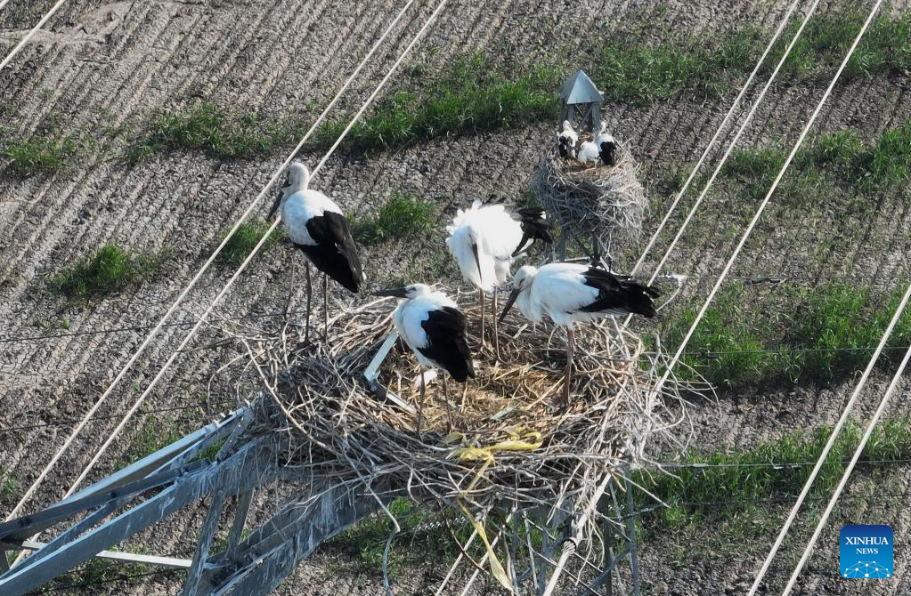 Persekitaran Elok, Pekan di Tangshan Jadi Habitat Burung Botak Putih