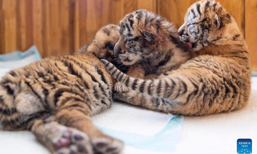 Foto yang diambil pada 22 Mei 2024 ini memperlihatkan anak harimau Siberia di Taman Harimau Siberia di Harbin, provinsi Heilongjiang, China. Taman Harimau Siberia ini merupakan pangkalan pembiakan penting bagi Pusat Pembiakan Feline Hengdaohezi China. Di sini, lebih daripada 10 anak harimau dilahirkan tahun ini. (Xinhua/Xie Jianfei)