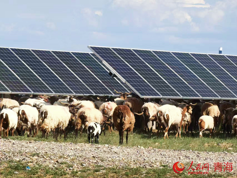 Biri-biri sedang meragut rumput segar di bawah panel solar di taman perindustrian fotovolta di kaunti Gonghe, Wilayah Autonomi Tibet Hainan, Provinsi Qinghai, di barat laut China. (People’s Daily Online/Ma Kexin)