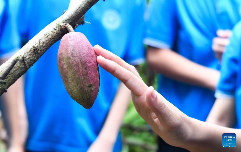 Seorang pelajar menyentuh buah koko di Taman Botani Tropika Xinglong di Bandar Wanning, Provinsi Hainan pada 22 September 2024. Aktiviti popularisasi sains yang memfokuskan terhadap koko telah diadakan pada Ahad oleh Institut Penyelidikan Rempah dan Minuman di bawah Akademi Sains Pertanian Tropika China. (Xinhua/Yang Guanyu)